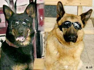 Deutsche Schäferhunde mit Schutzbrillen 