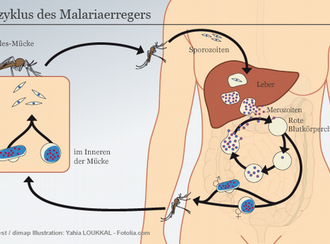 Kreislauf des Malariaerregers (DW-Grafik: Peter Steinmetz)