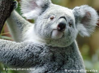 ARCHIV - Ein Koala hält sich in seinem Gehege im Zoo in Duisburg an einem Ast fest (Archivfoto vom 25.07.2004). Koalas fliegen Economy. Weil die Beuteltiere als besonders geräuschempfindlich gelten, sitzen zwei Koalas an diesem Freitag (04. 02.2009) während eines Flugs von Los Angeles nach Düsseldorf in der Passagierkabine. Für die Koalas aus dem Zoo San Diego (USA) und ihre Pflegerinnen sind die drei hinteren Sitzreihen reserviert. Die Flugbegleiter servieren den Tieren Eukalyptusblätter aus Florida. Am Nachmittag werden die Koalas nach einer elfstündigen Reise in den Zoos Duisburg und Plankendahl (Belgien) erwartet, wie der Zoo Duisburg berichtete. Foto: Federico Gambarini dpa/lnw +++(c) dpa - Bildfunk+++ 