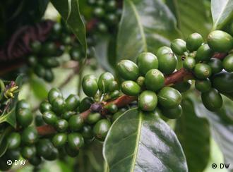 Grüne Kaffeebohnen an der Pflanze