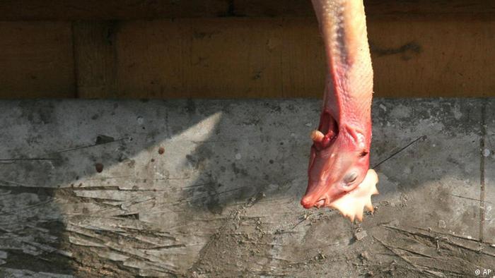 A dead chicken's head hangs from a poultry stand where it is up for sale at a food market in Beijing, China, Saturday, Feb. 11, 2006. (AP Photo)