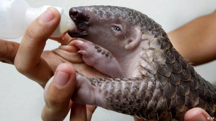 A Thai zoo official feeds pangolin with milk at the Dusit zoo in Bangkok, Thailand on Tuesday June 9, 2009. The animal was handed over to the zoo when villagers found it abandoned on the road on the outskirts of Bangkok. (AP Photo/Sakchai Lalit)