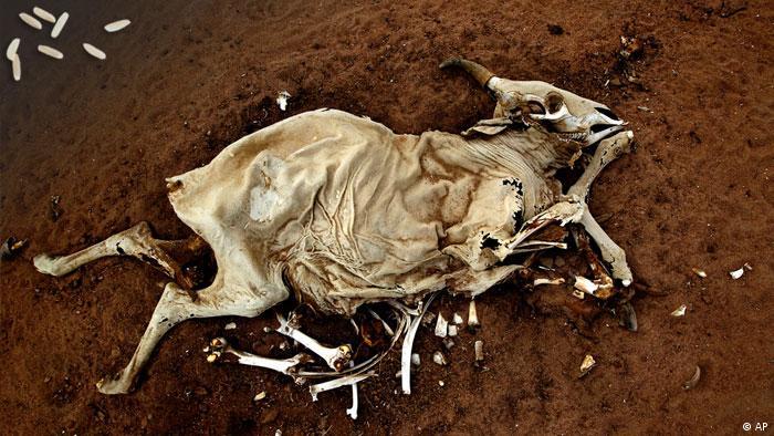 The carcass of a cow lays in the sand near the Eastern Kenyan town of Dadaab