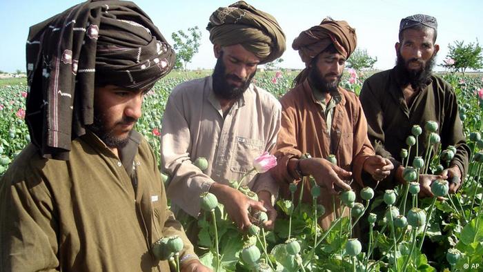 مزرعه کشت خشخاش در افغانستان