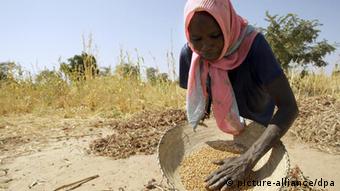 A Sudanese farmer cleans dried sorghum grain (Photo: Peter Steffen)