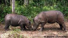 Two Sumatran rhinos. EPA/YABI HANDOUT NO SALES / EDITORIAL USE ONLY
