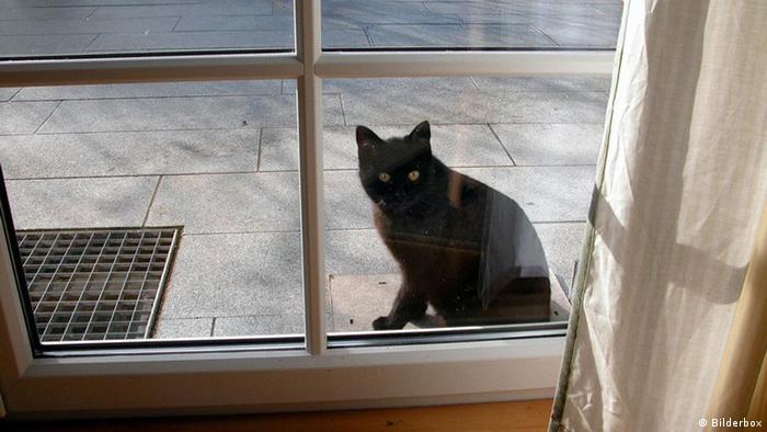 Schwarze Katze sitzt am Fenster, Freitag, der 13.
