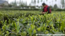 (110417) -- YA'AN, April 17, 2011 () -- A villager picks tea leaves at a tea plantation in M​​ingshan County, southwest China's Sichuan Province, April 16, 2011. As the best time to pick tea leaves comes, Mingshan County, a place renowned for its tea production, was in harvest time. (/Wen Tao)(zxh) 