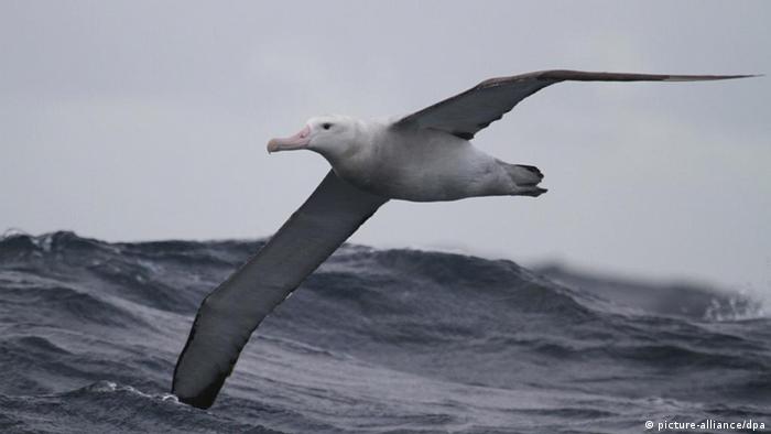 Albatrosi profitiraju od klimatskih promjena 0,,15730985_401,00