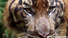 Sumatra-Tiger. EPA/BAGUS INDAHONO  +++(c) dpa - Bildfunk+++null