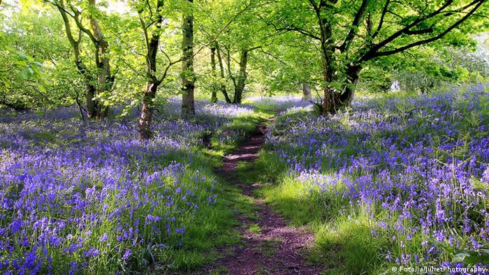 Ein Fußweg zwischen Blumen und Bäumen im  
Blue Bells Forest, Großbritannien 
