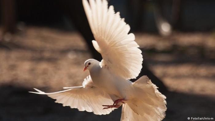 Symbolbild Friedenstaube, weiße Taube, Taube im Flug © chris-m #24067152 - Fotolia.com, , Undatierte Aufnahme, Eingestellt 13.03.2012