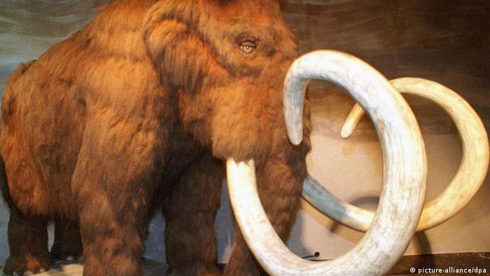 Reconstruction of Asian mammoth on display at the Roman and Pelizaeus-Museum in Hildesheim, Germany. Photo: Holger Hollemann +++(c) dpa - Bildfunk+++