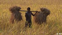 Indian farmer in a field. (AP Photo/Anupam Nath)
