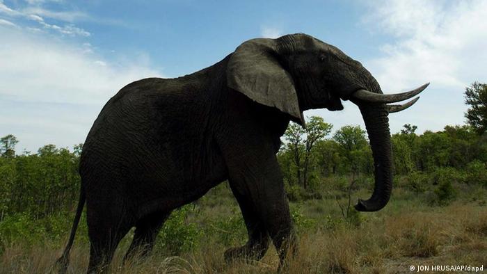 Elephants have a tendency to leave their natural habitat for a number of reasons 