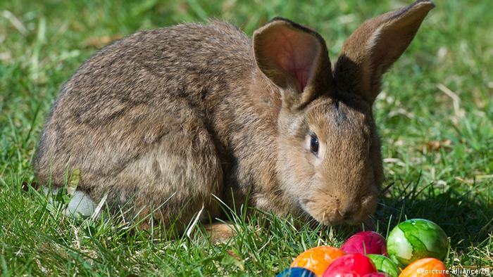 Ein Kaninchen und bunte Ostereier auf einer Wiese.