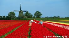 Eine Mutter mit Kind beim Pflücken roter Tulpen auf einem Tulpenfeld in Holland. Im Hintergrund steht eine Windmühle. Undatiert.