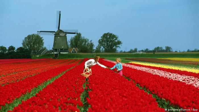Eine Mutter mit Kind beim Pflücken roter Tulpen auf einem Tulpenfeld in Holland. Im Hintergrund steht eine Windmühle. Undatiert.