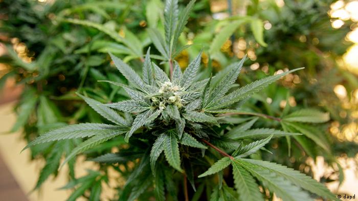 Cannabispflanze in den USA
