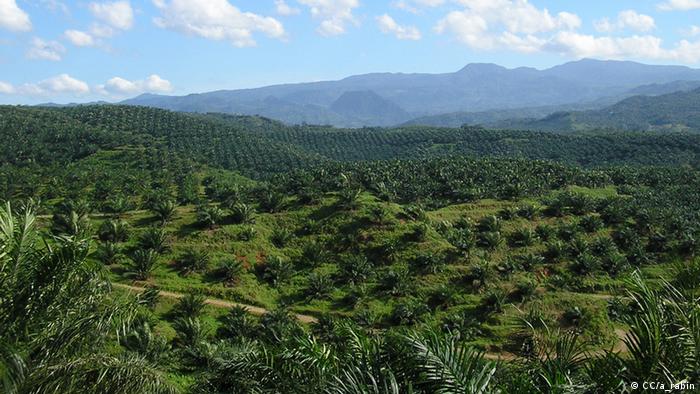 Plantaciones de aceite de palma para biocombustibles en Indonesia.