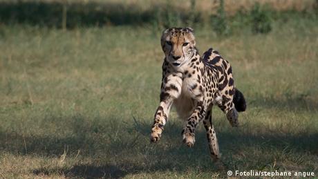 Rennender Gepard (Foto: Fotalia)
