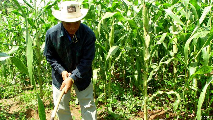 Cambodian farmer in a corn field