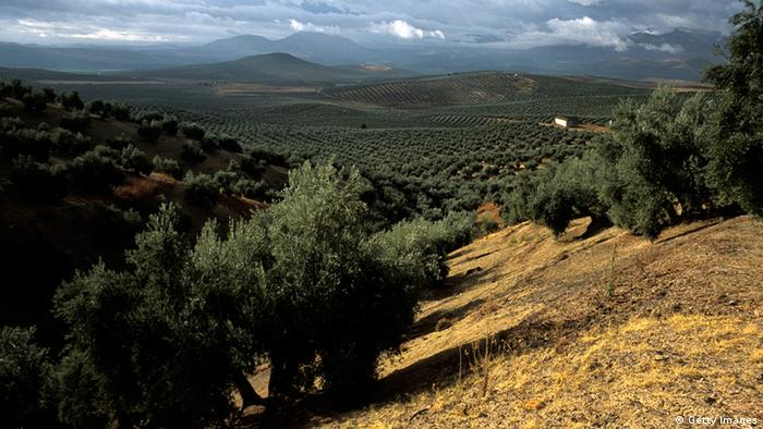 Olive grove landscape.  (Photo by JMN/Cover/Getty Images) 
