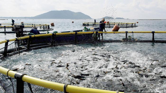 Workers of Sanya aquaculture base, invested by China National Petroleum Cooperation (CNPC), feed fish in a benthic cage in Sanya of south China's Hainan Province, July 26, 2007. The company has invested about 300 million RMB to build about 1,000 benthic cages in three aquaculture bases in Sanya, to cultivate about 1.25 million kg of fish a year. Hainan has been developing the oceanic industry, including offshore petroleum and natural gas industries, aquaculture production, maritime transportation and seashore tourism. Foto: Xinhua /Landov +++(c) dpa - Report+++