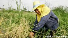 Woman working in a rice field (ddp images/AP Photo/Sakchai Lalit)