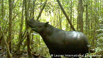 Sumatran and Javan rhinos have been categorized as critically endangered