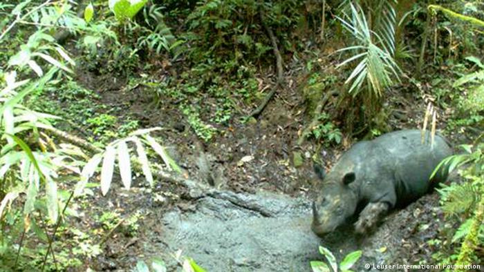 'Two-horned Sumatran rhinoceros (Dicerorhinus sumatrensis) ´Photo: Jamal Gawi, Leuser International Foundation
