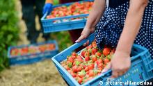 Strawberres. (Photo: Bernd Thissen dpa/lnw)