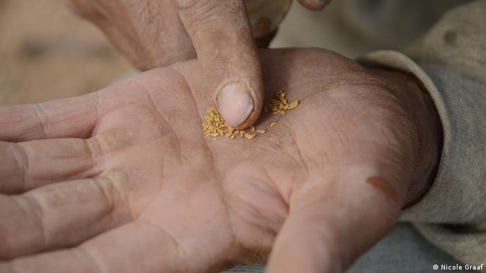 A miner in Mongolia holds a handful of tiny gold nuggets 
(photo: Nicole Graaf)
