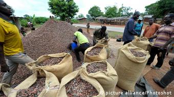 Récolte de cacao en Côte d'Ivoire