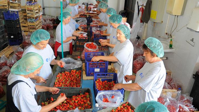 Radnici čiste jagode i pripremaju za preradu
