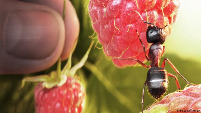 Ameise Himbeere Süß Zucker Frucht Tier Insekt 