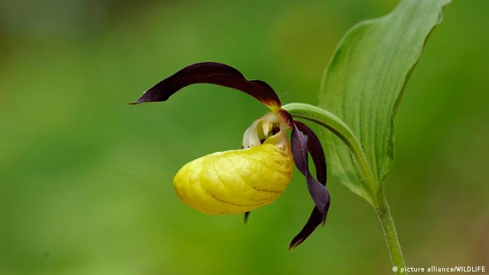 Cypripediaceae Kuning dan Ungu (Yellow and Purple Lady Slippers)