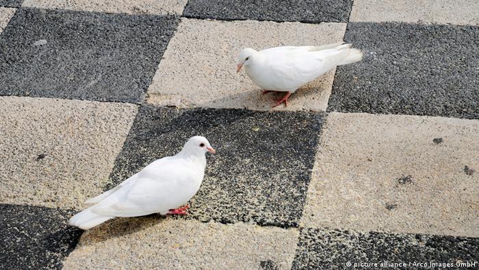 Taube Weiß Benidorm Costa Blanca Spanien Haustaube Platz Martkplatz Vogel Natur Umwelt 