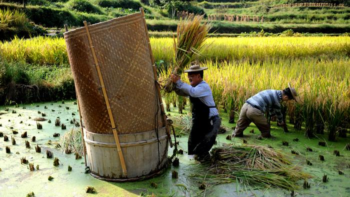 Reisbauern Zhejiang