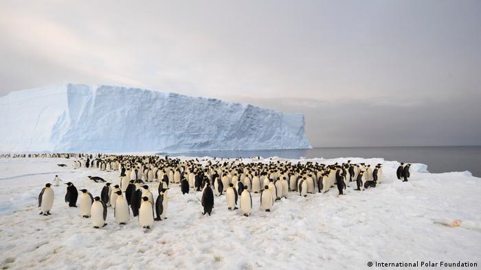 A penguin colony of about 1,000 individuals in Antarctica