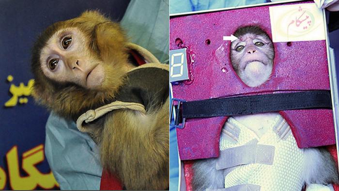 تصویر میمون فضانورد ایران بعد و قبل از پرواز