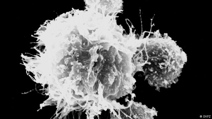 لقاح ضد الاسرطان: خلايا المناعة (تظهر في الوسط) تقوم بتوجيه خلايا تي (تظهر على الحافة) لقتل الخلايا السرطانية.
