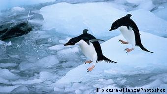 Penguin Adelie umum dijumpai di sepanjang pesisir Antarktika - tapi untuk berapa lama lagi?
