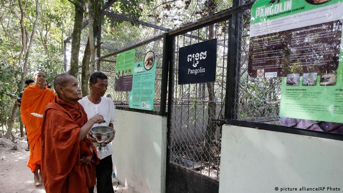 A Buddhist monk blesses the gate of the Pangolin Rehabilitation Center of Phnom Tamao Zoo and Wildlife Rescue Center in Tra Pang Sap village, Takeo province, Cambodia, Friday, Dec. 21, 2012. The Cambodian zoo on Friday held a Buddhist ceremony to open a new initiative to care for injured pangolins rescued from the growing wildlife trade in the country. (AP Photo/Heng Sinith)
