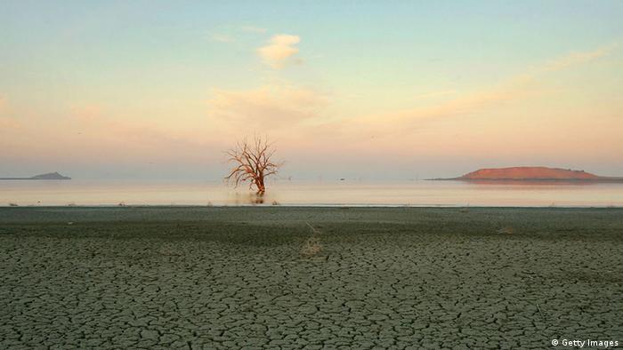A tree killed by rising salt water is seen beyond a mud flat at dawn on the east shore of the Salton Sea (photo: David McNew/Getty Images) 