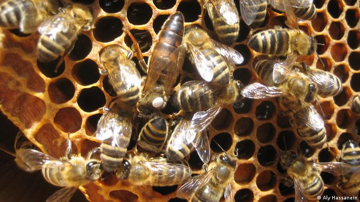 Ibama investiga ação dos agrotóxicos neonicotinóides e seus efeitos sobre o organismo das abelhas