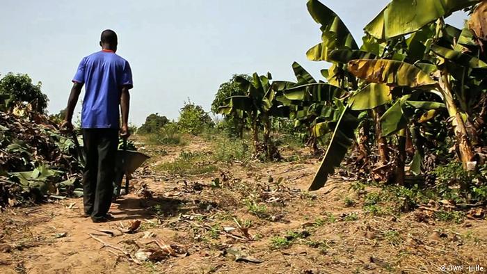 Bukina Faso Ouagadougou Obstbauer Mando Adayo
Burkina Faso möchte zum Agrar-Exporteur aufsteigen. Seit den 1990er Jahren konnte Burkina Faso seine landwirtschaftliche Produktion verdoppeln. Vor allem durch verbesserte Bewässerungsmethoden ist weiteres Wachstum möglich, sagen Experten. Entscheidend ist zudem der Zugang zu Märkten. Ein Ansatz: Bauern vermarkten ihre Produkte gemeinsam in Genossenschaften und können so bessere Preise erzielen. 
DW/ Peter Hille