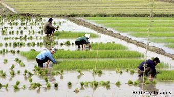 North Korean farmers work at their rice fields as two Koreas delegations meet for their second day meeting in the North's border town of Kaesong in 2005. (Photo: AFP/AFP/Getty Images) 