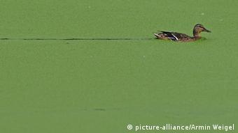 Eine Ente schwimmt am Dienstag (22.06.2010) nahe Pfarrkirchen (Niederbayern) in einem Teich, der mit Wasserlinsen bedeckt ist. Foto: Armin Weigel dpa/lby