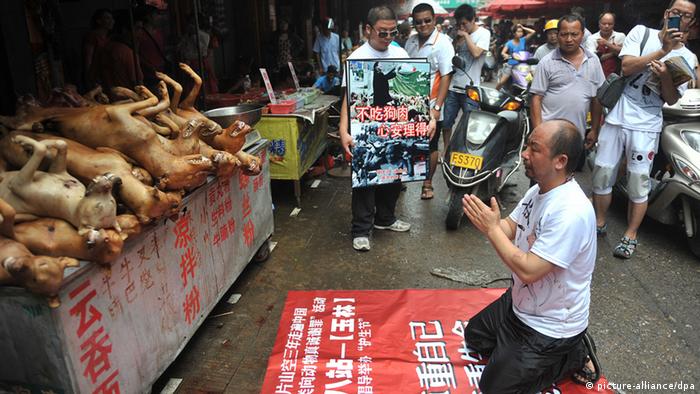 Chinese animal protection activist nicknamed Pian Shan Kong kneels down in front of dogs killed and to be eaten to show apology during a campaign to advocate stopping eating dog meat at a free market in Yulin city, south Chinas Guangxi Zhuang Autonomous Region, 21 June 2012. A group of Chinese dog lovers led by Chinese action artist nicknamed Pian Shan Kong came to a dog meat market in Yulin City of Guangxi campaigning against eating dog. Pian Shan Kong even knelt down in front of the dead dogs in the market, confessing sins and apologizing to the dogs. It is said that the residents in Yulin of Guangxi Zhuang Autonomous Region have the tradition of eating dog meat. The dog meat is especially popular among local residents in summer. The eating of dog meat in China dates back thousands of years and it remains socially acceptable. The meat is especially popular in Guangdong and Guangxi. When food is scarce, dogs are eaten as an emergency food source around China. A growing movement against consumption of cat and dog meat has gained attention from people in mainland China. Chinese animal lovers have organized many protests against eating dogs and cats since 2005. 